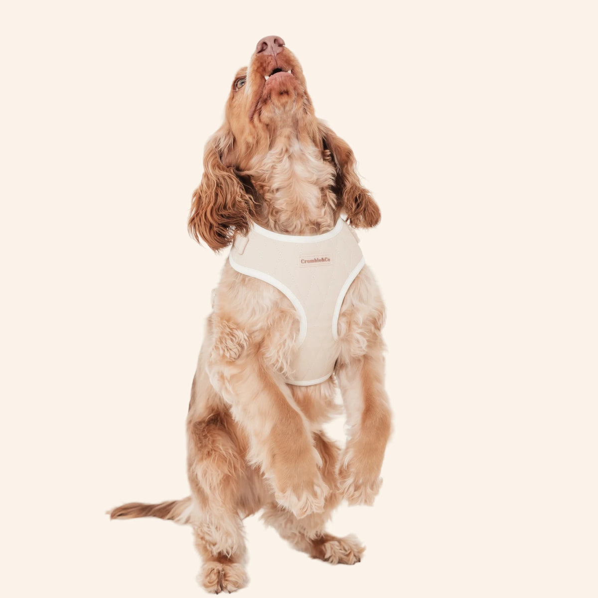 Biscuit PU leather Harness