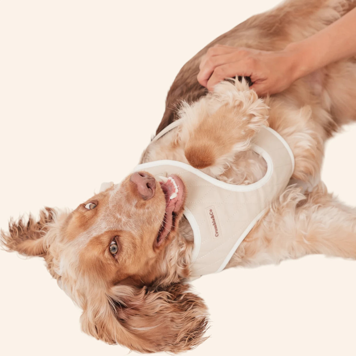 Biscuit PU leather Harness