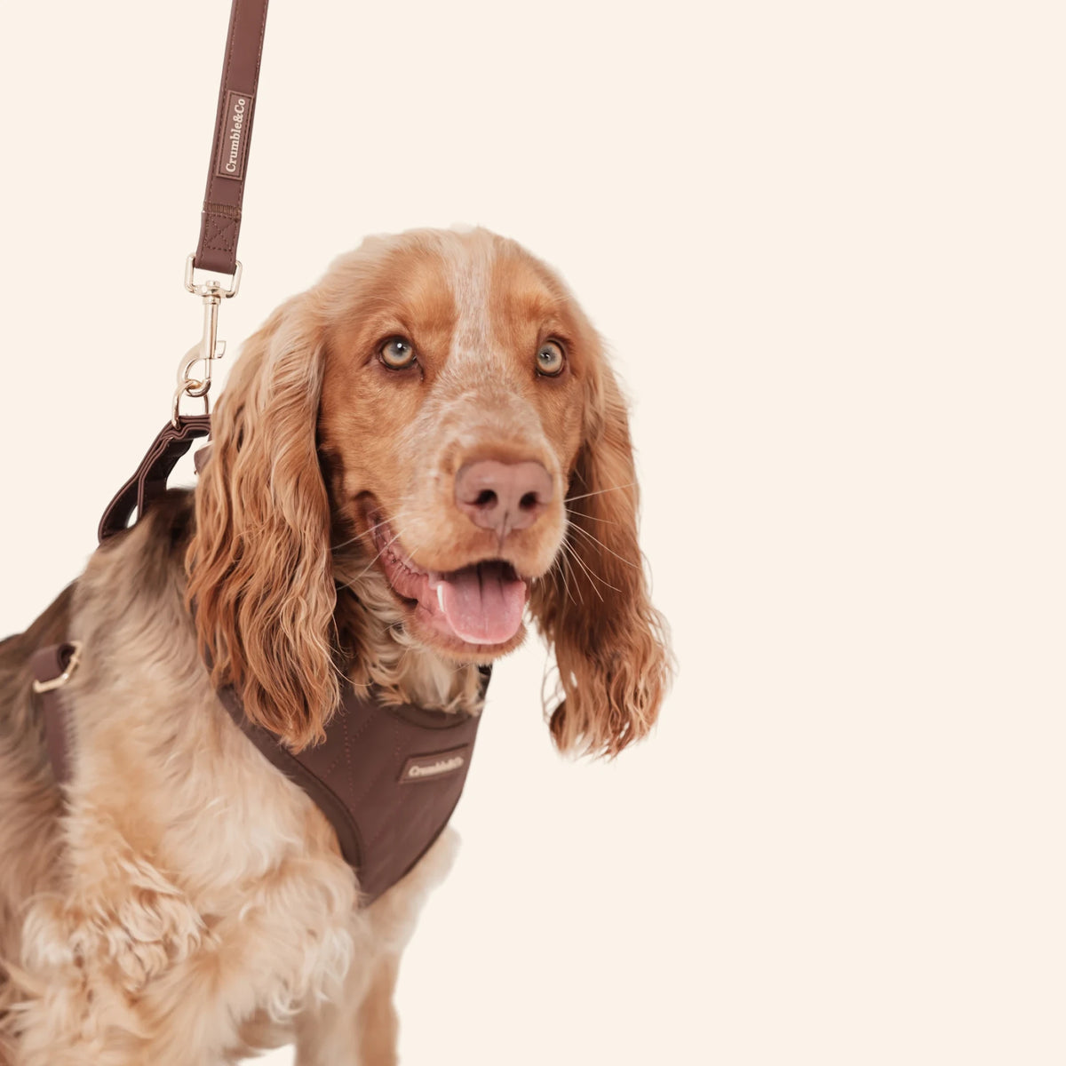 Espresso PU Leather Lead
