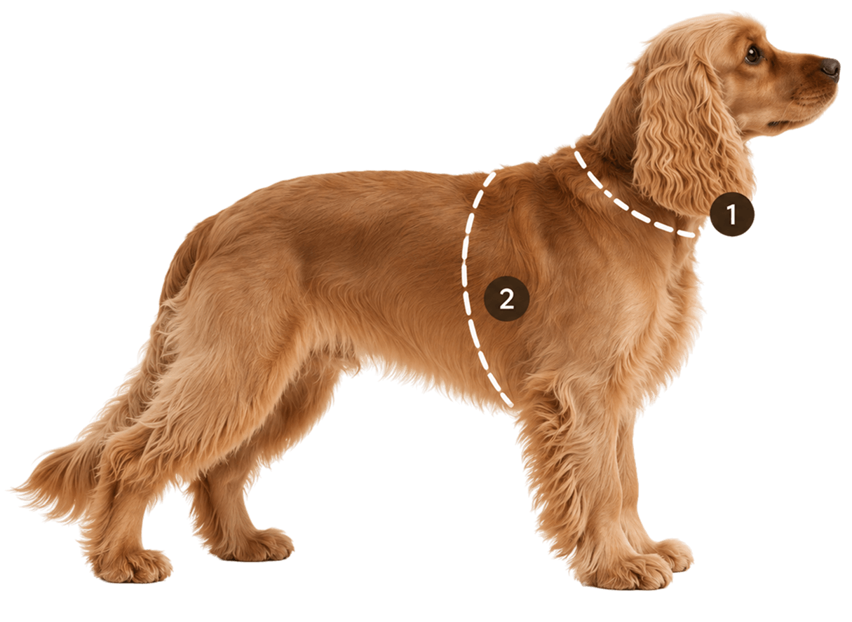 A dog marked where to measure: 1, around the neck; 2, around the chest.